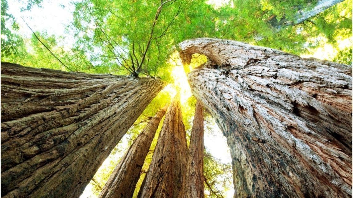 Affordable Arbor Care