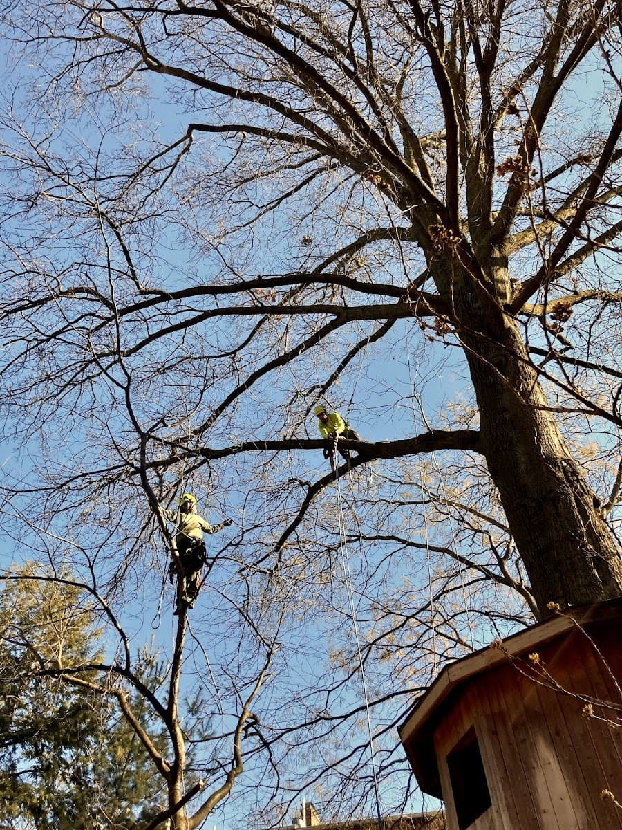 Arborpolitan Tree & Garden Care