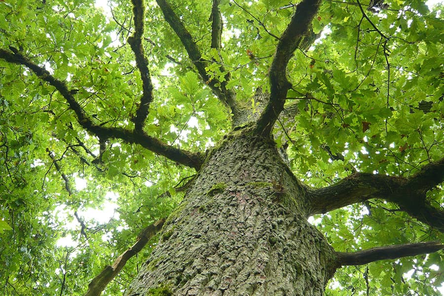 Good Earth Tree Care LLC