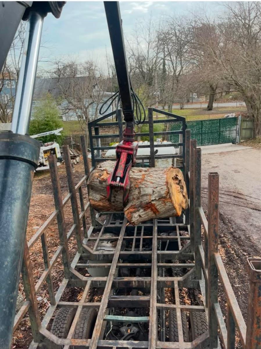 Gold Coast Tree Experts