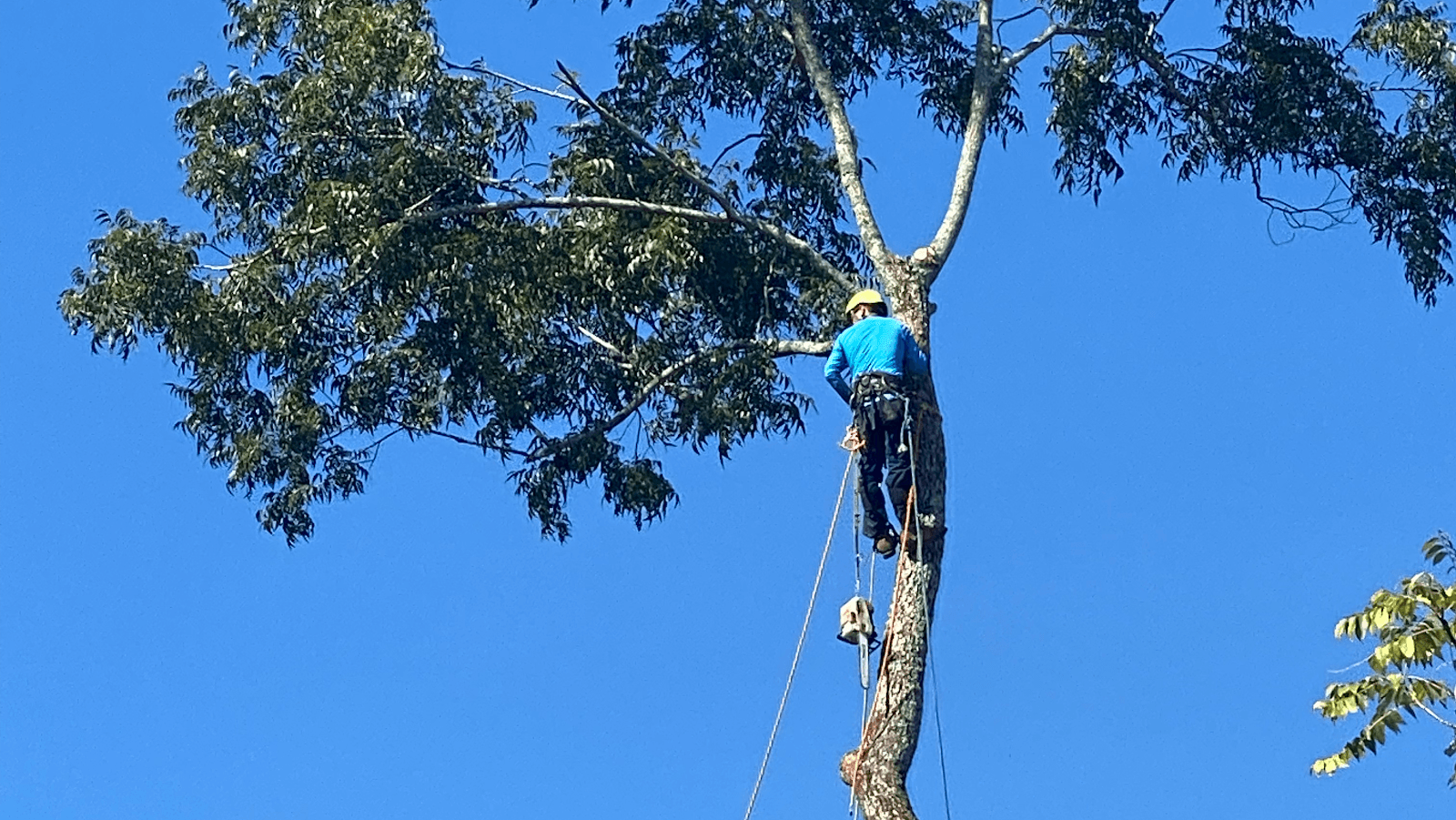 3 Climbers Tree Service LLC