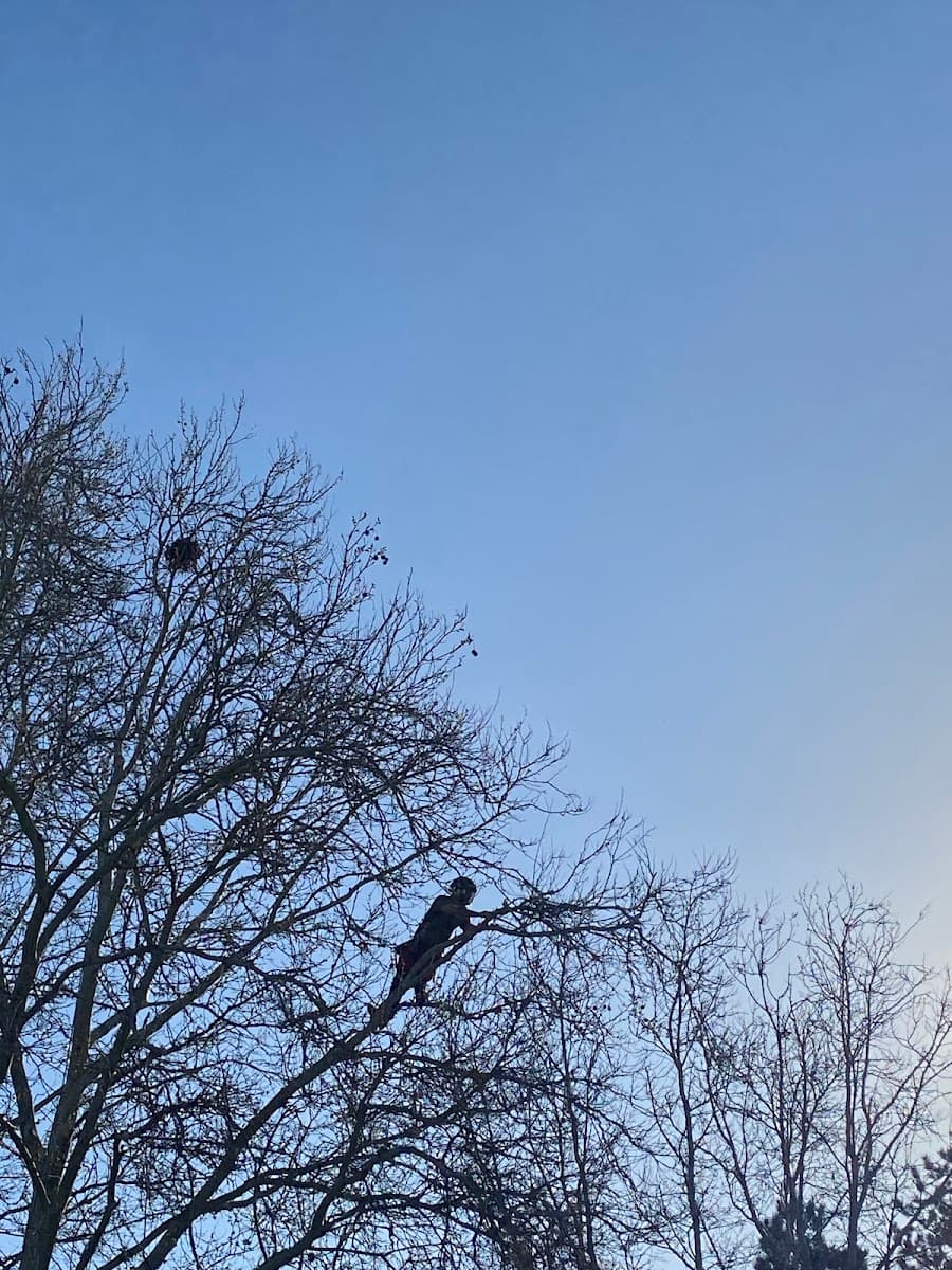 Priceless Tree Care LLC