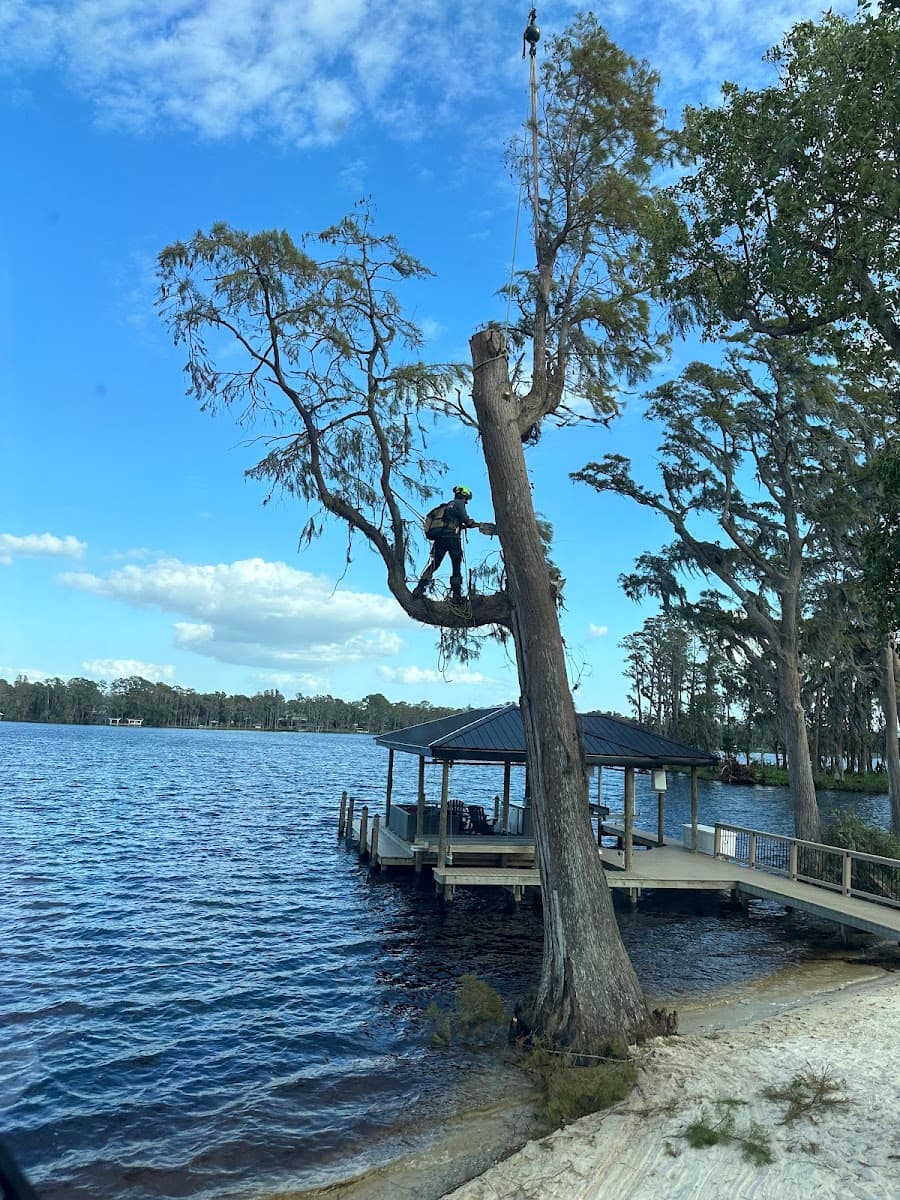 Progressive Tree Care