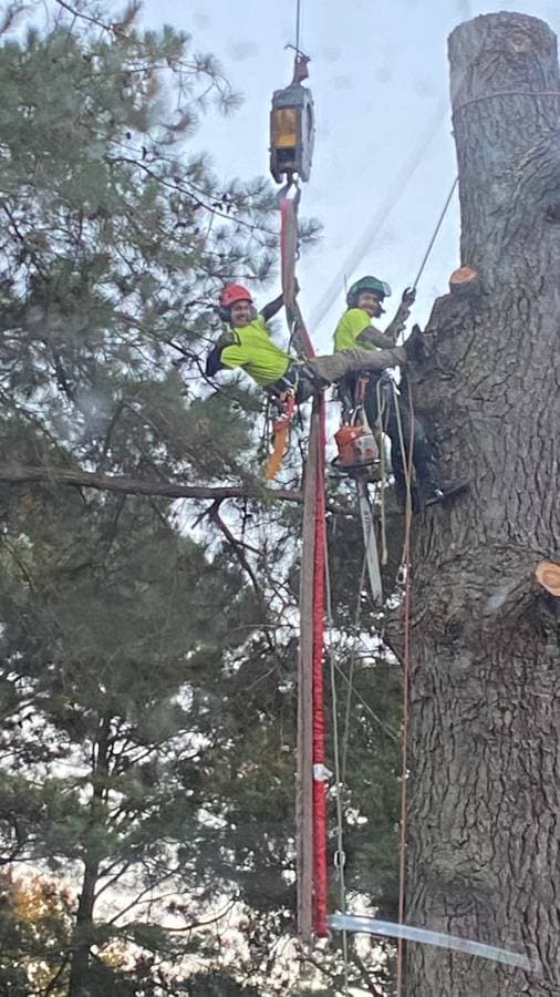 Arbor Tree Care Inc.