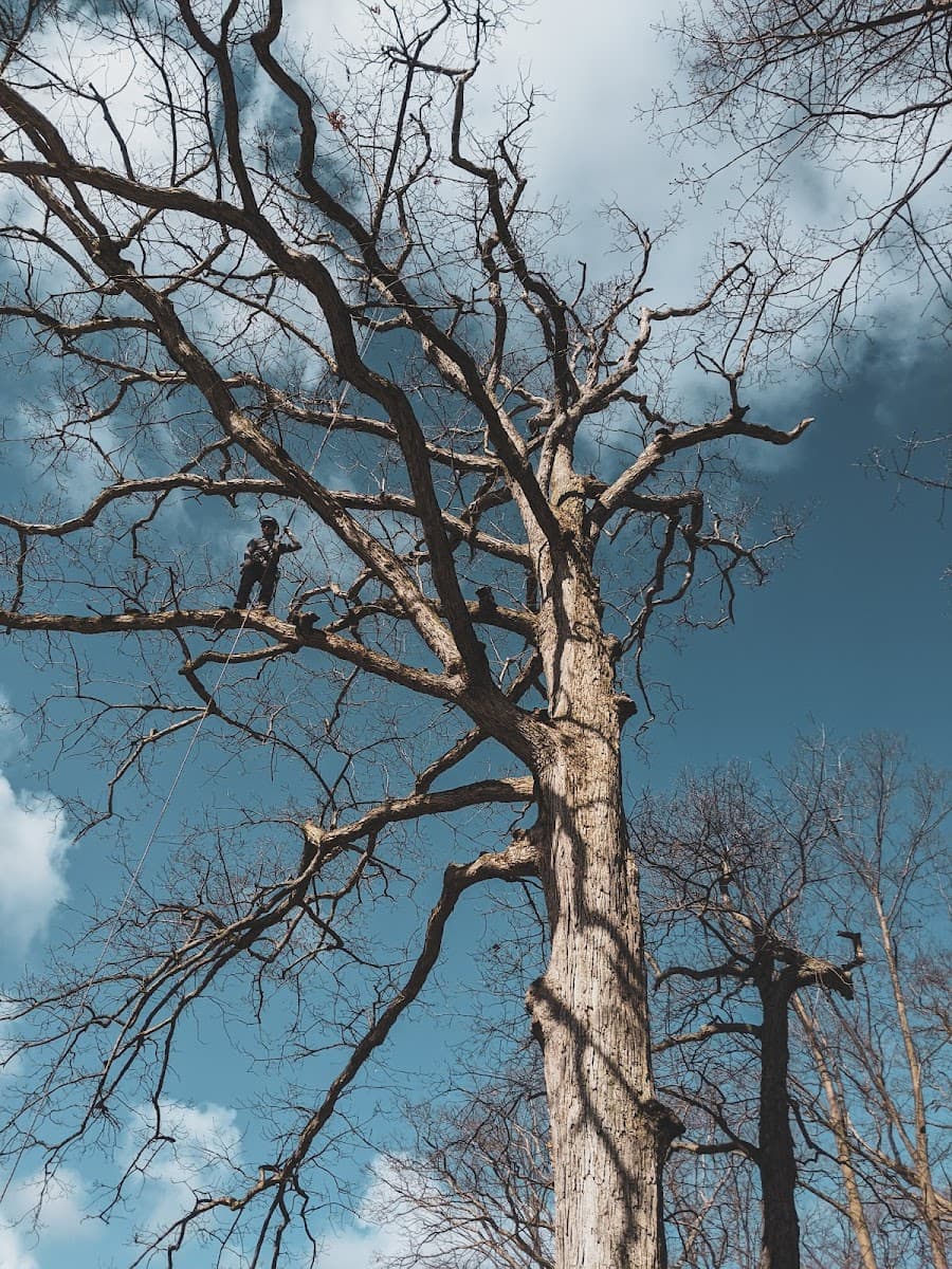 Everarbor Tree Services