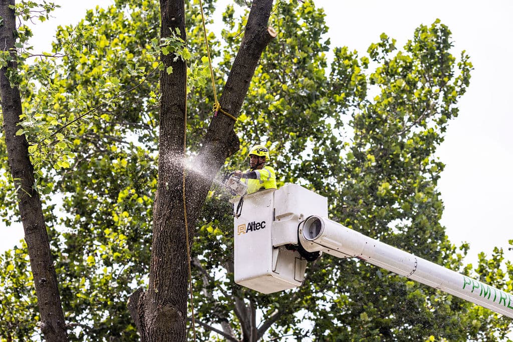PPM Tree Service & Arbor Care, LLC