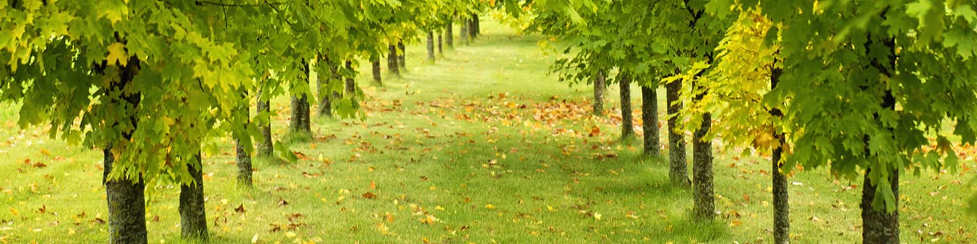 Danny Ray's Tree Service