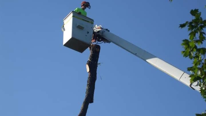 Javier Tree Services