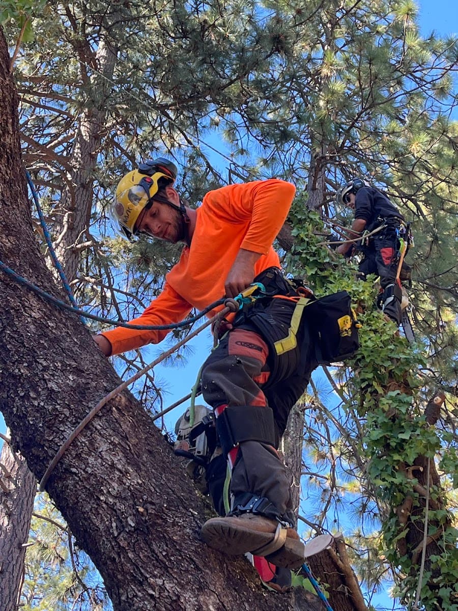 Rocky’s Tree Care
