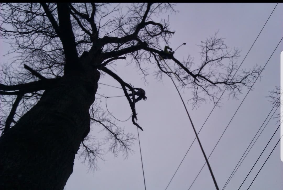 GO GREEN TREE & OUTDOOR SERVICES