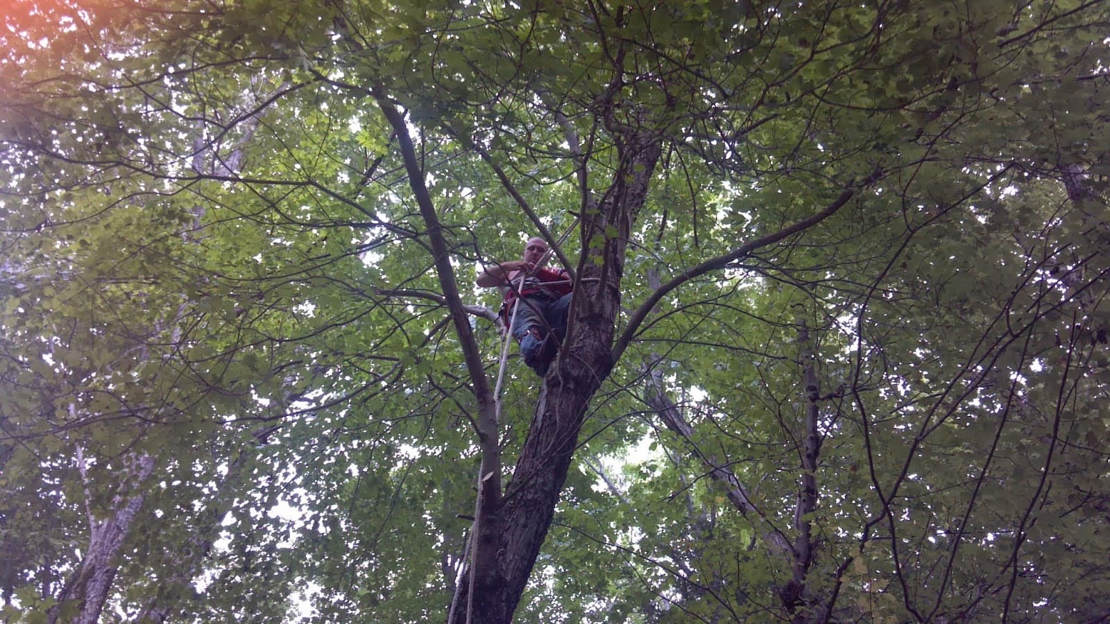 Tree Tech Tree Service