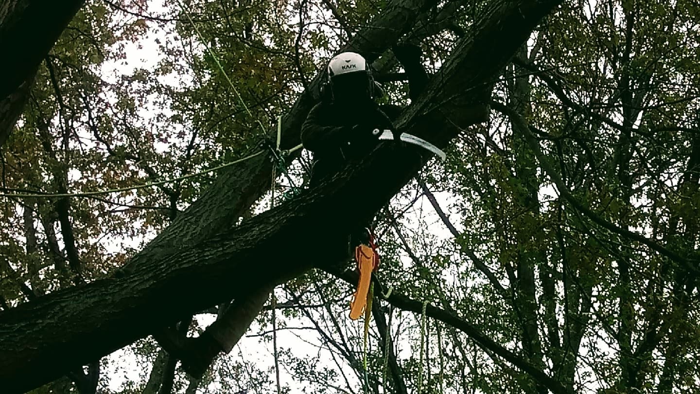 Bending branches tree service