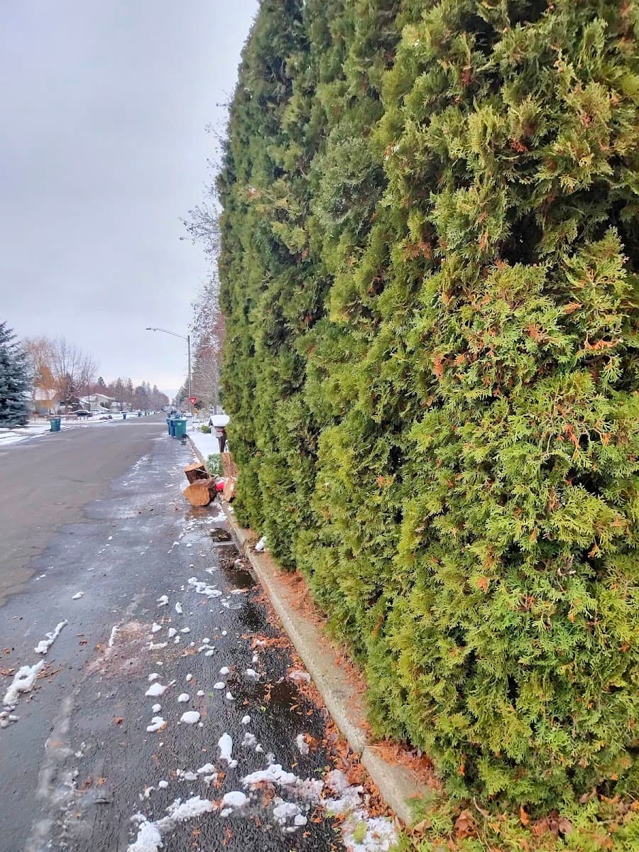 King & Sons Urban Forestry