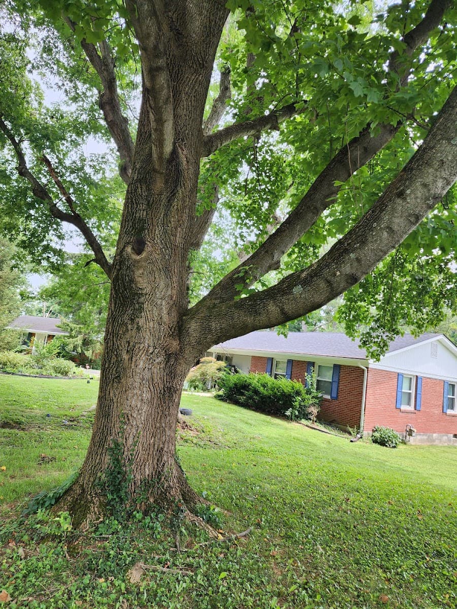 Central Ky Tree Service