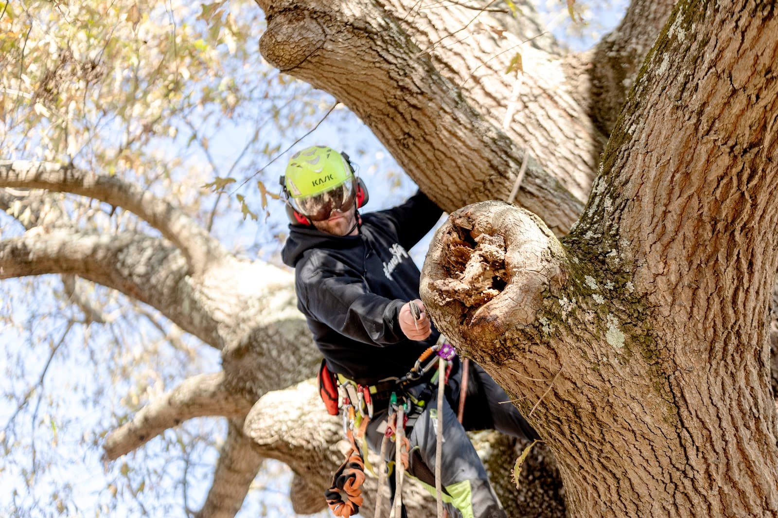 Orleans Co. Tree Service