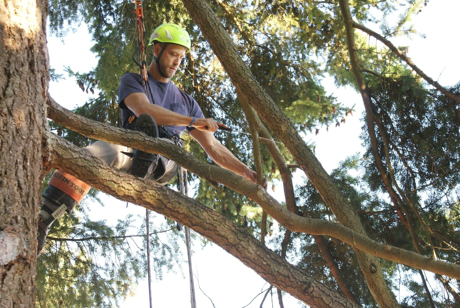 Arbor Services Northwest LLC