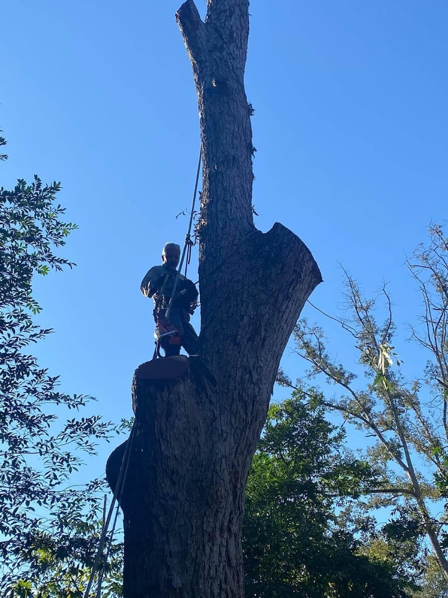 Gonzales family tree service Cairo, Ga