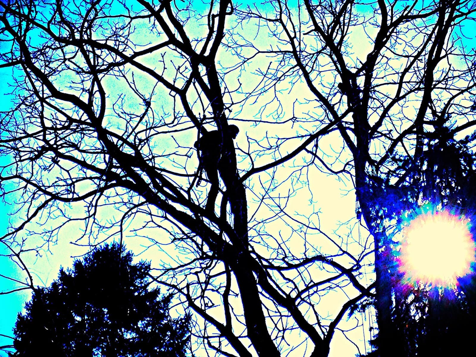 Kruljac Tree Services