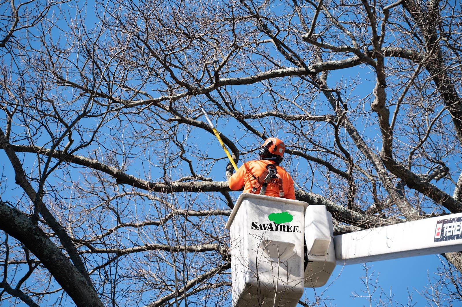 SavATree - Tree Service & Lawn Care