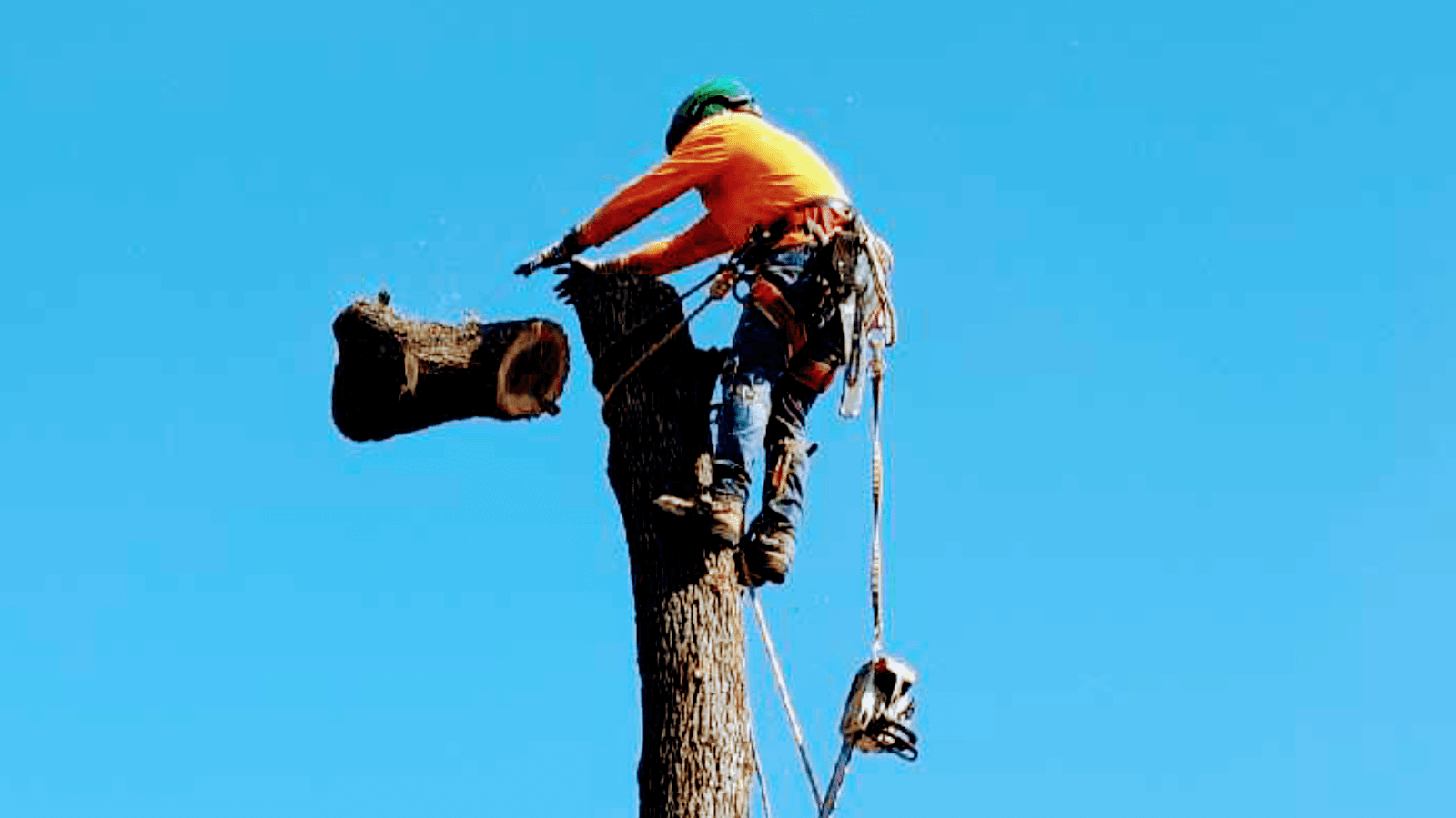 Campos tree service