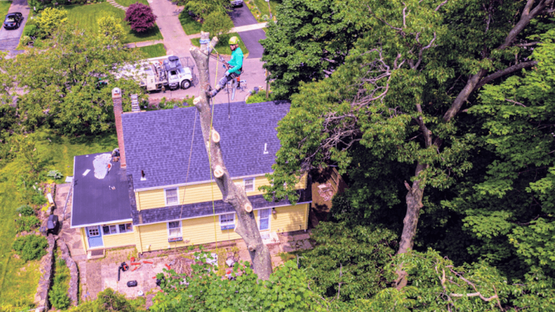 Cruz Tree Services, LLC