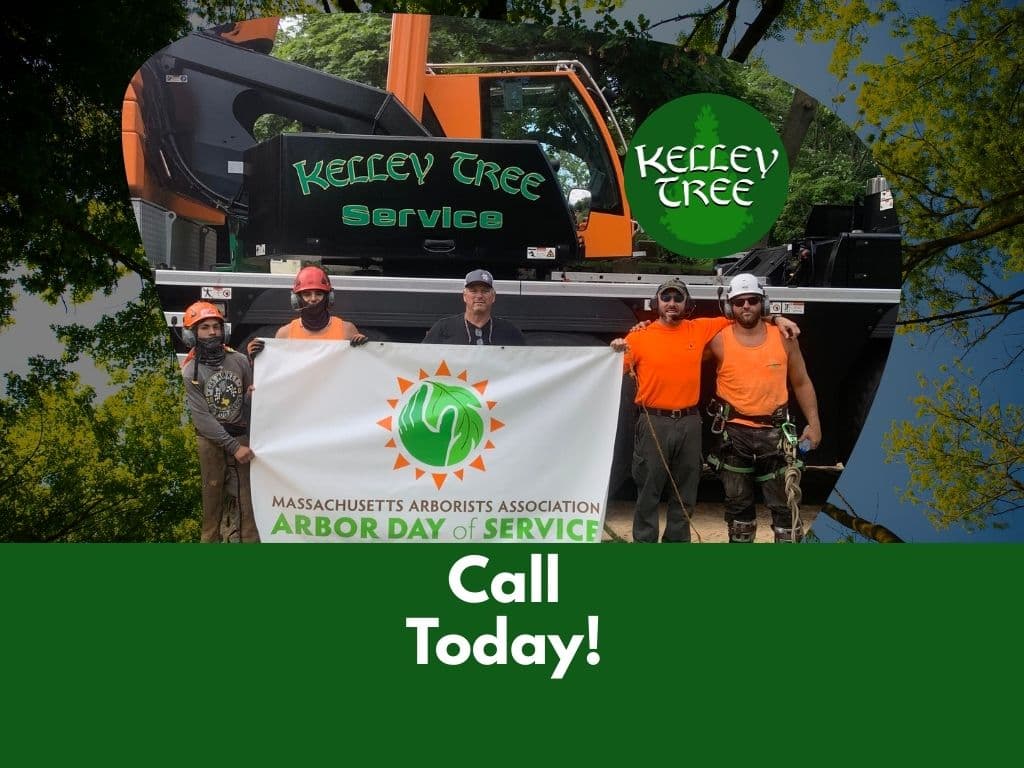 Kelley Tree Service