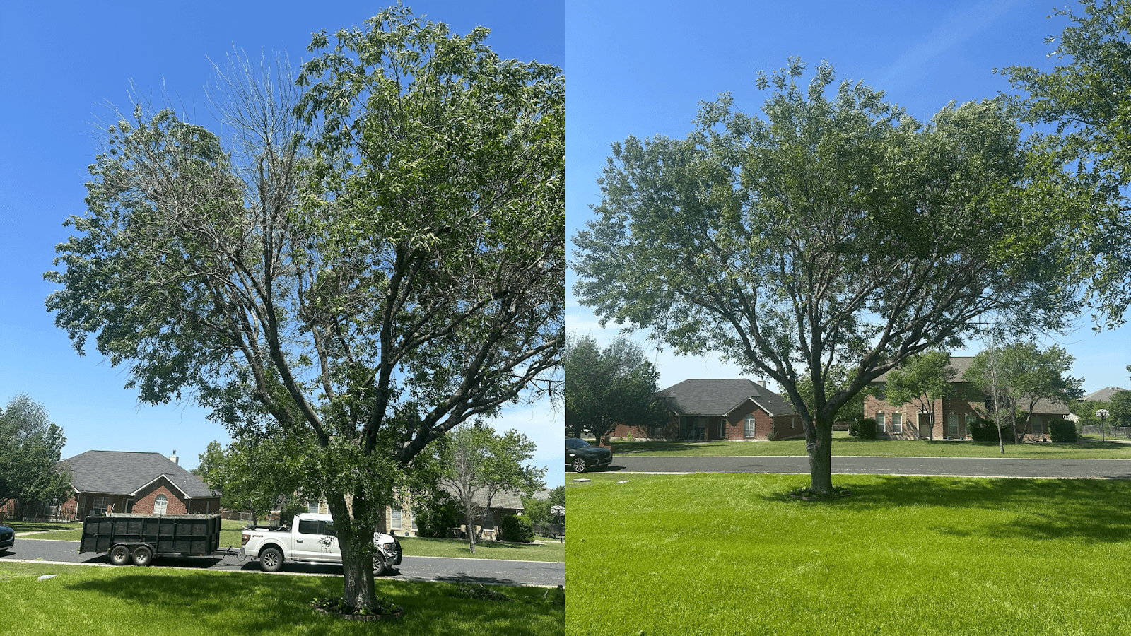 Leander Tree Care