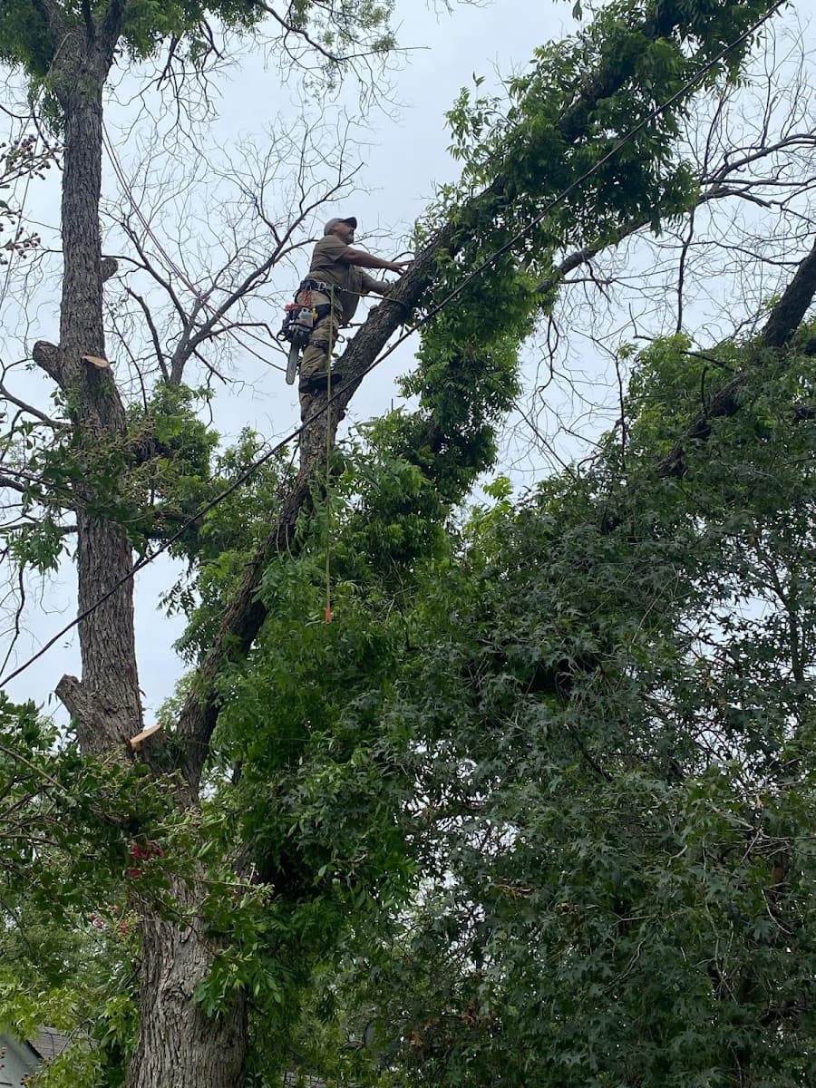 Stephenville Tree Service