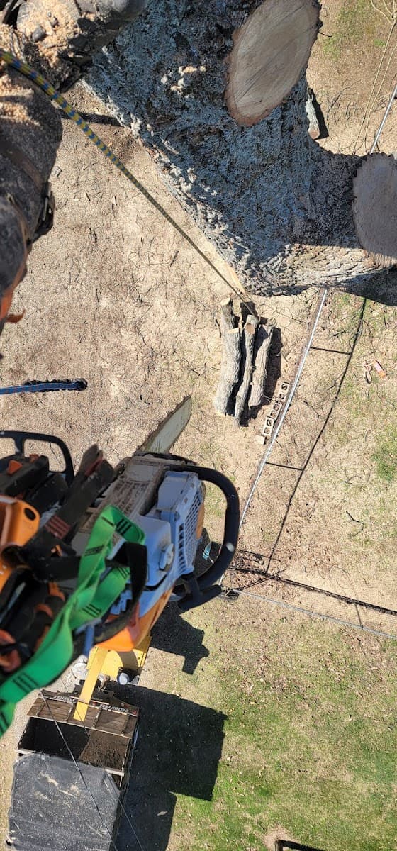 Ground to crown tree care