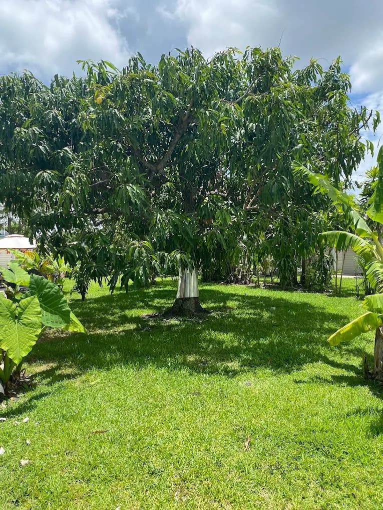 Southern Arbor Services