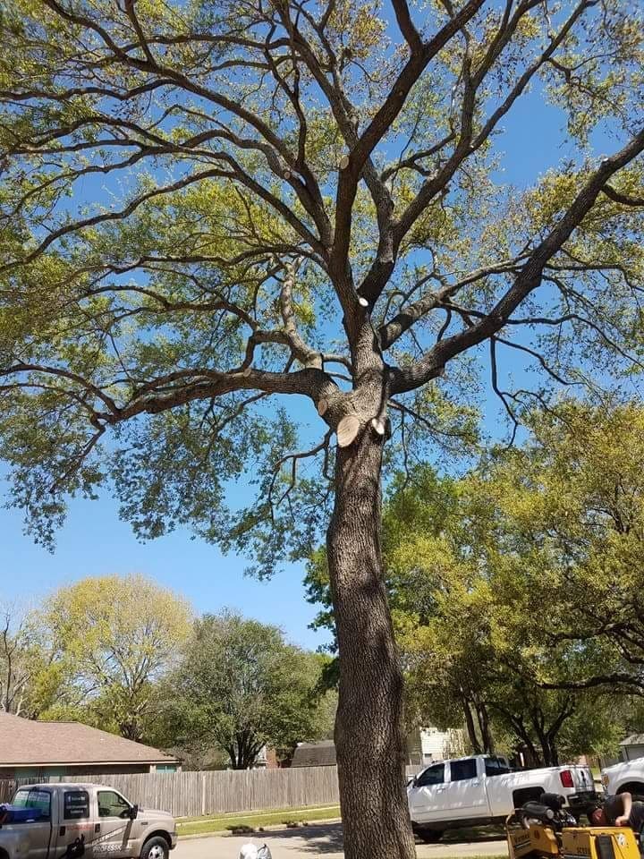 Professional Tree Service