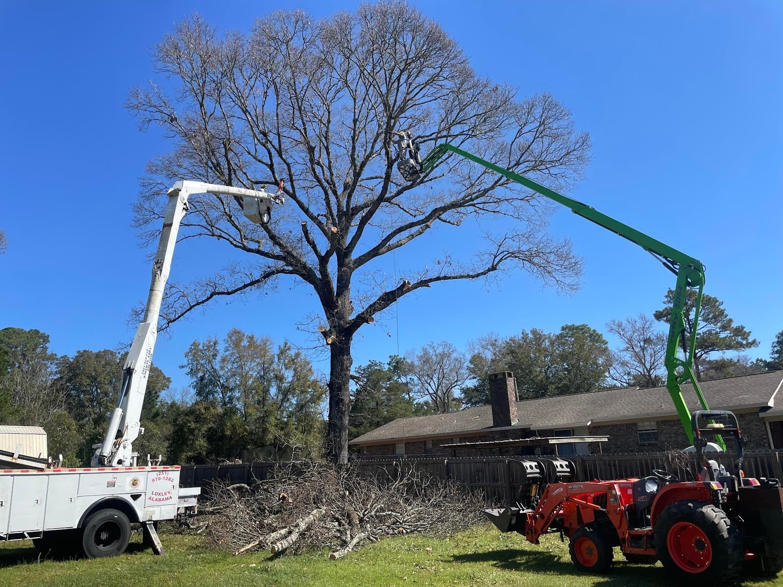 Busy Bee Tree Service