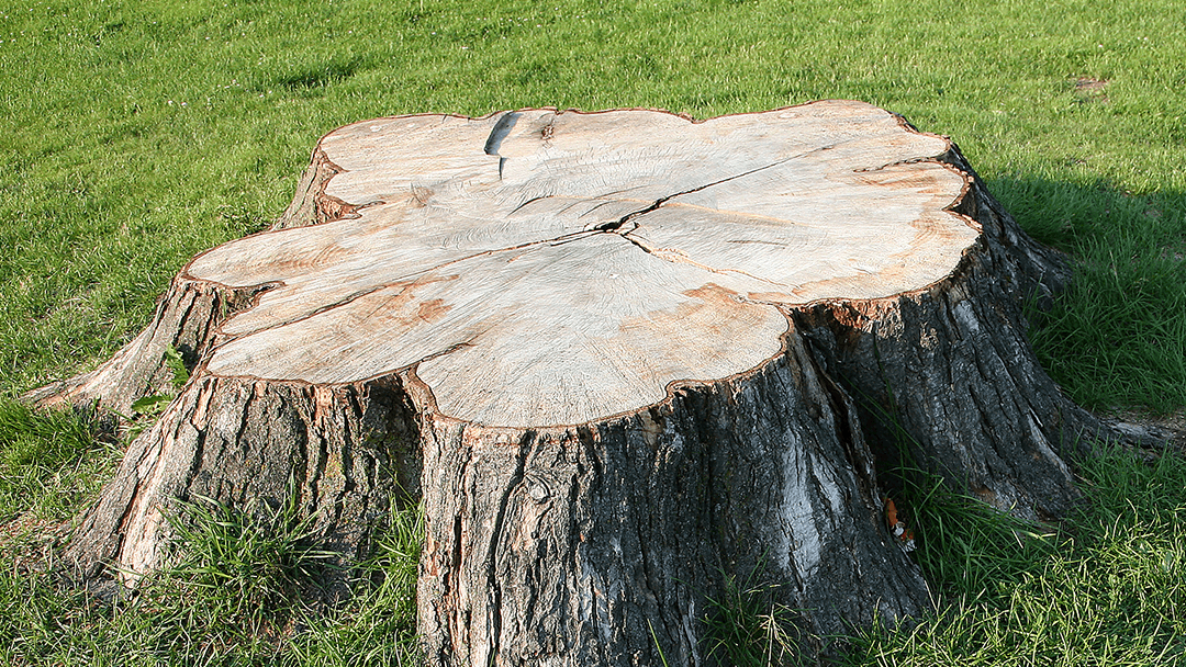 See Clear Tree & Property Services