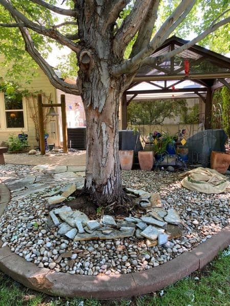 Idaho Tree Preservation