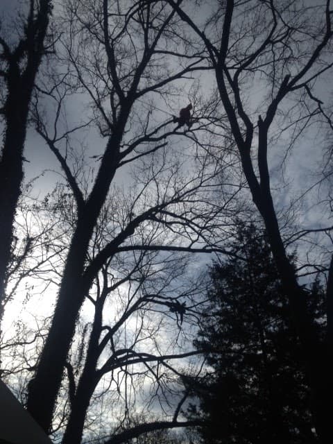 Velte Forestry and Arboriculture