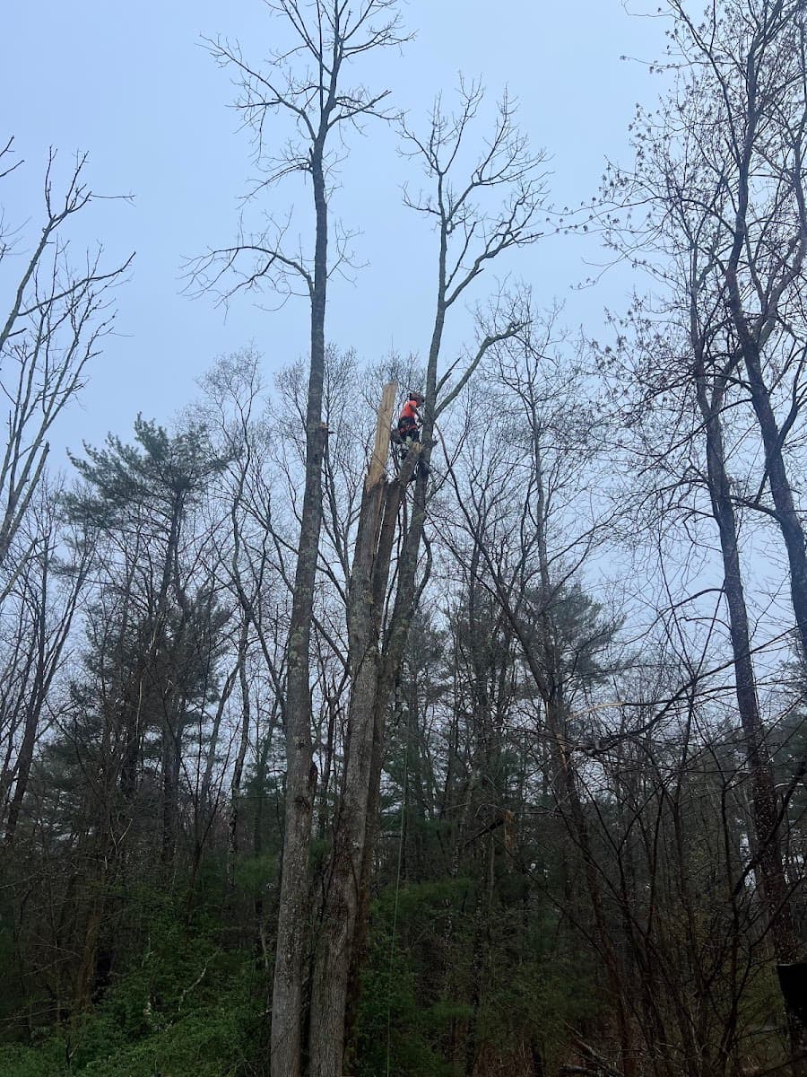 Troy Tree & Landscaping