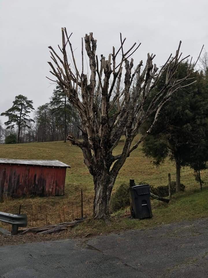 Xpert Xteriors Tree Service