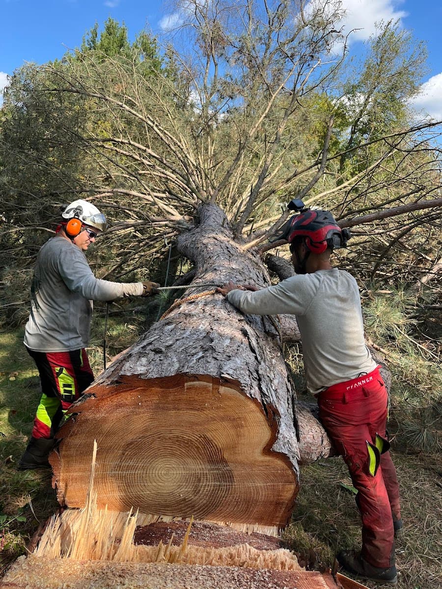 Dungrove Tree Service