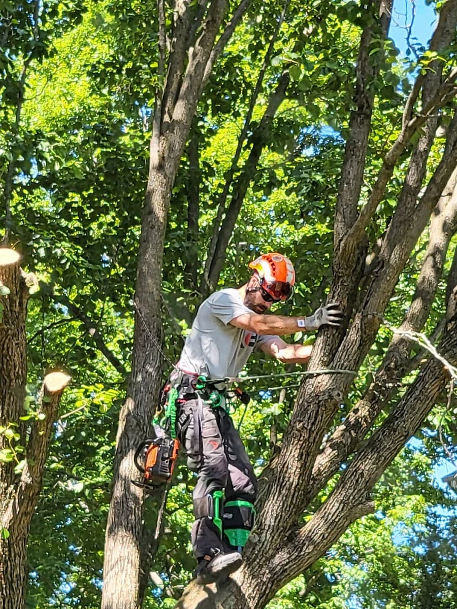 Crown Tree Service LLC