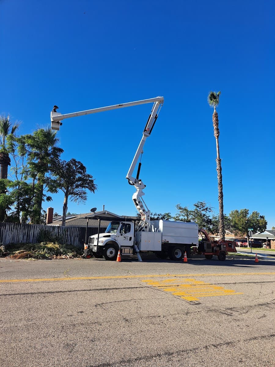 Woody Wood Pecker Tree Service