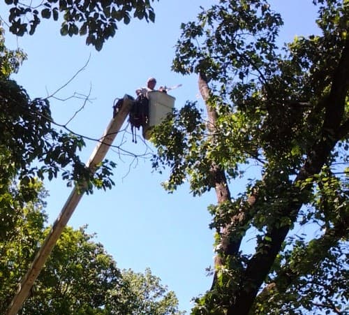 B Jones Tree Services