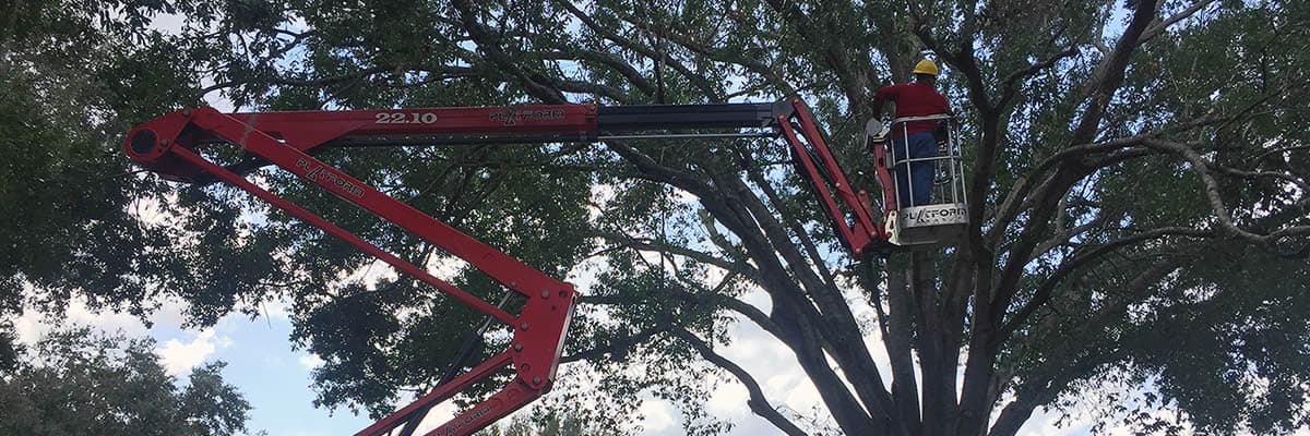 Twisted Tree Service