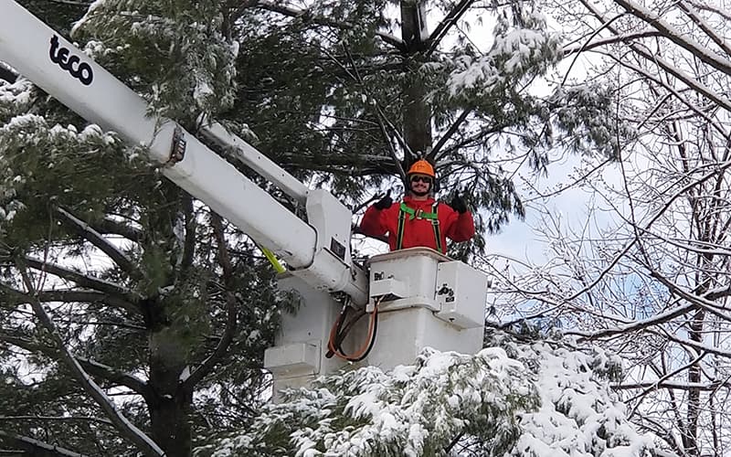 M&A All Seasons Tree Service