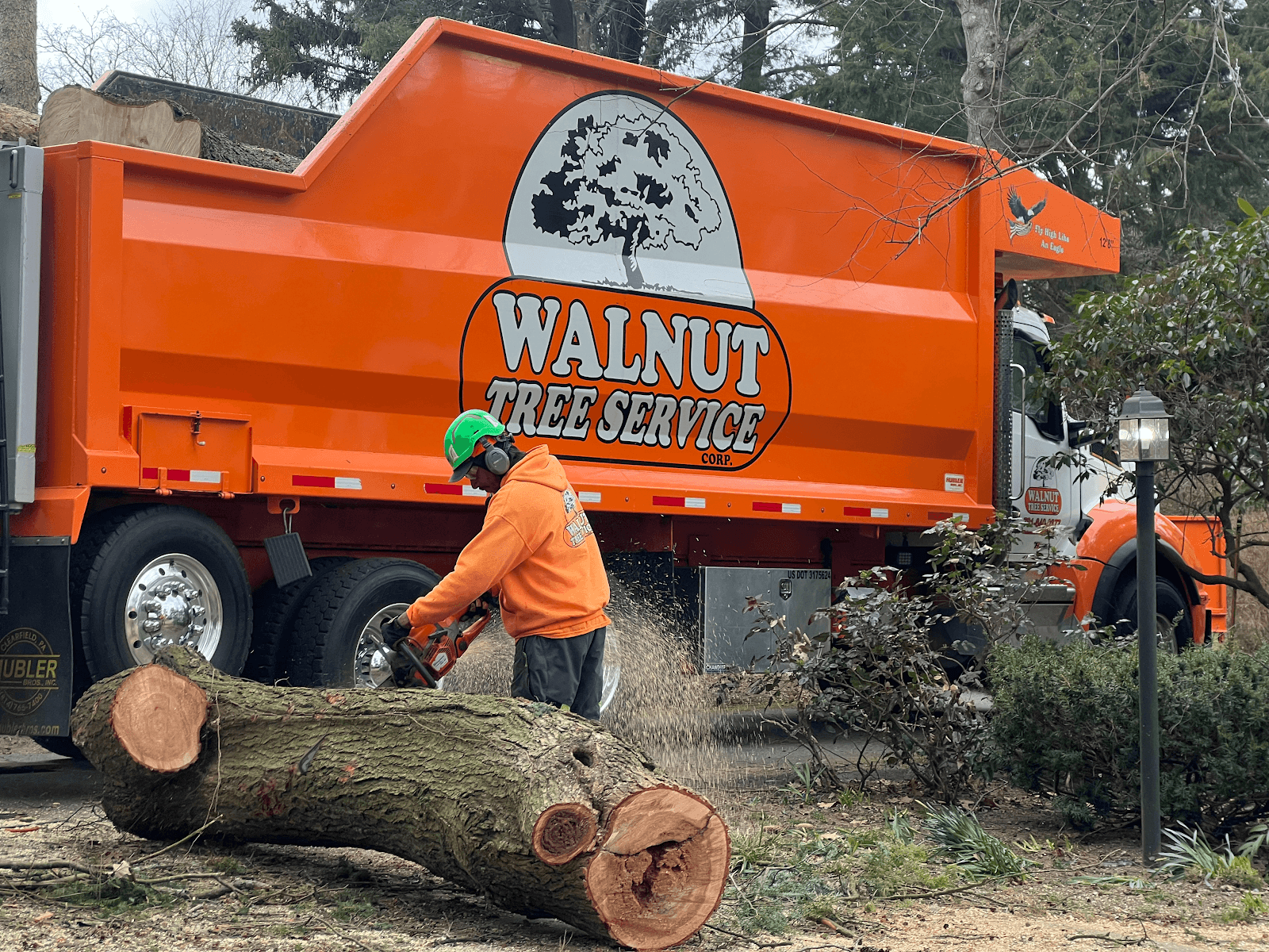 Walnut Tree Service