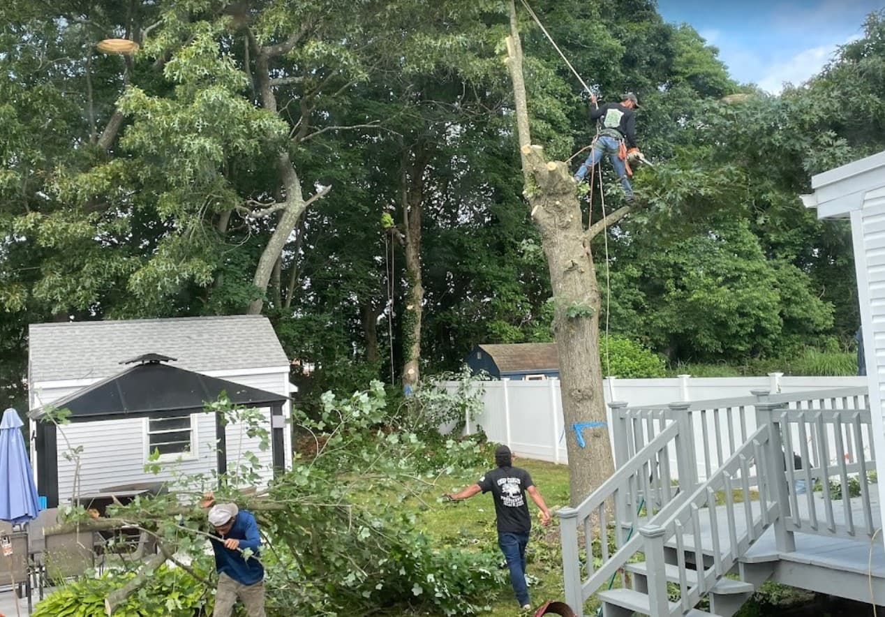 Cheap Charlie's Tree Service