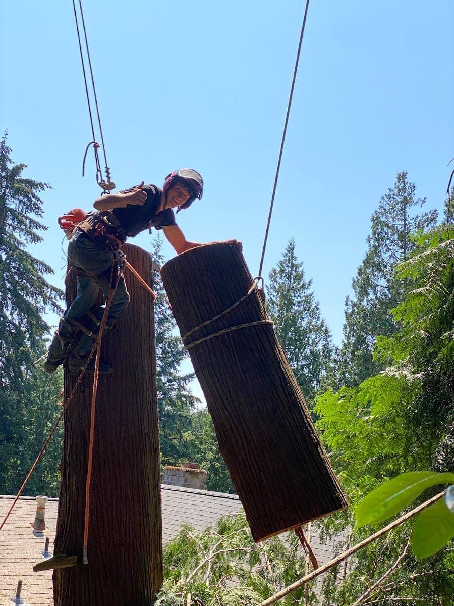 High Cut Tree Service