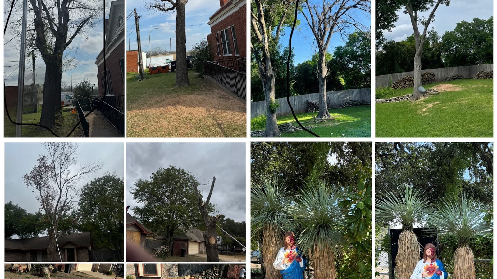 Gomez Tree Solutions-Complete tree removal Affordable Prices.