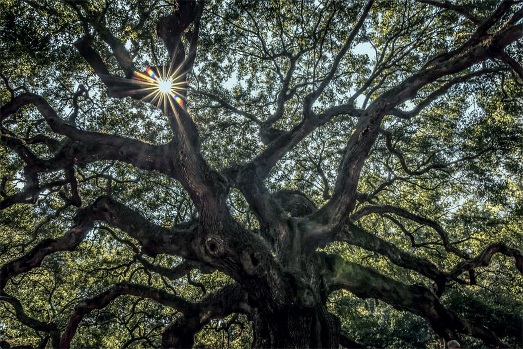 Neck of the Woods Tree Service