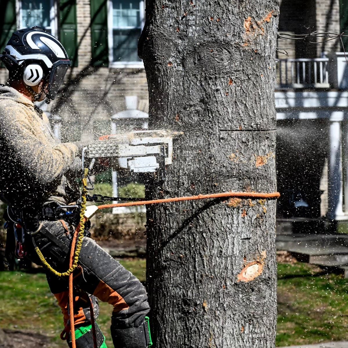 Miller Tree Experts LLC