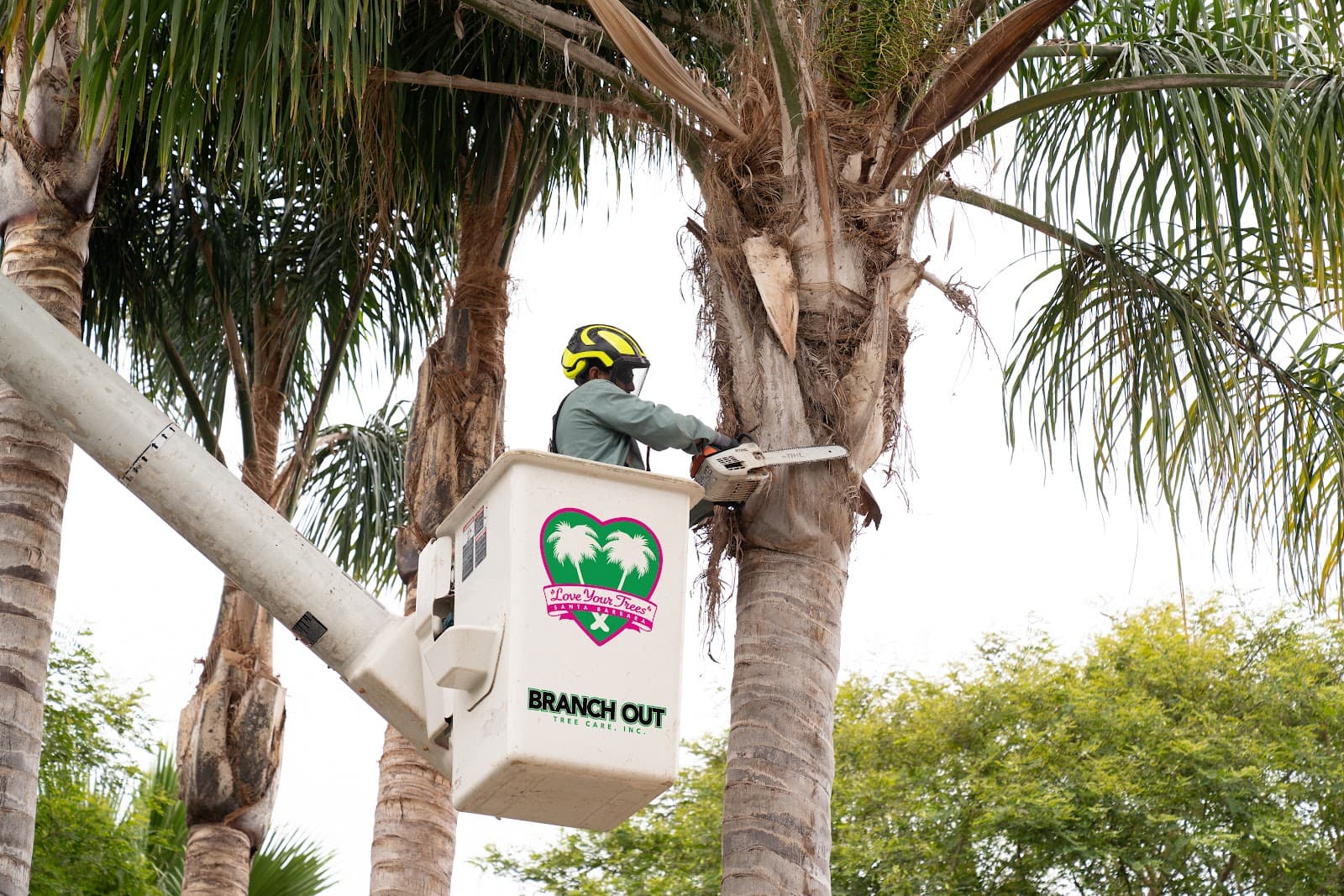 Branch Out Tree Care, Inc.